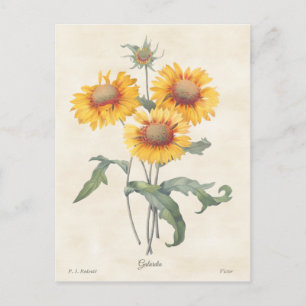 Yellow Gaillardia Vintage Botanical Illustration Postcard