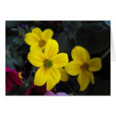 yellow garden flowers (Front Horizontal)