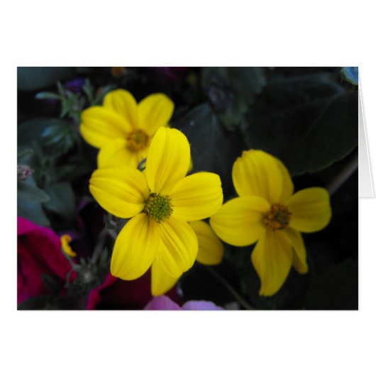 yellow garden flowers cards (Front Horizontal)