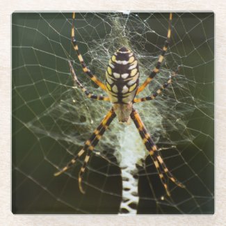 Yellow garden spider on web in dark