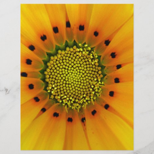 Yellow Gazania (Front)