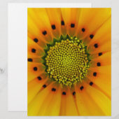 Yellow Gazania (Front/Back)