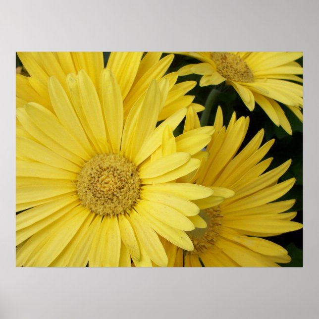 Yellow Gebera Daisies Poster (Front)