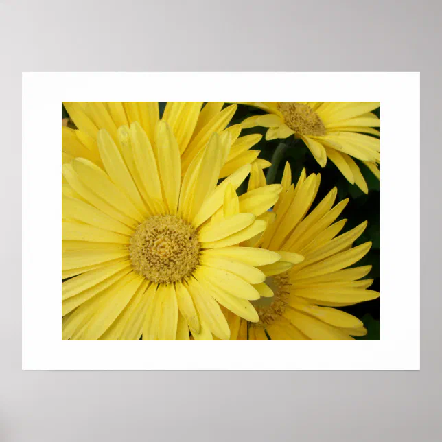 Yellow Gebera Daisies Poster | Zazzle