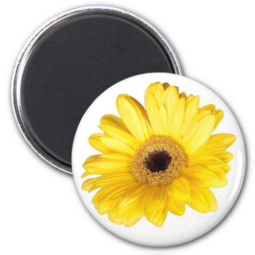 Yellow Gerber Daisy Flower Close_Up Photograph Magnet