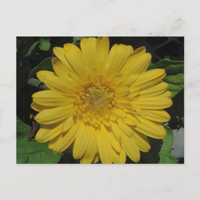 Yellow Gerber / Gerbera Daisy Postcard (Front)