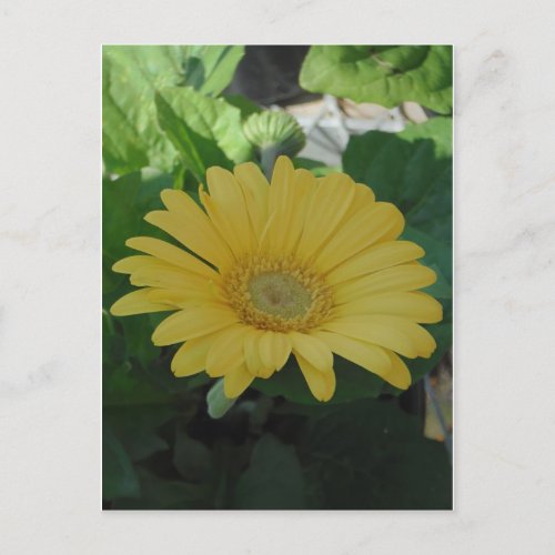 Yellow Gerber   Gerbera Disiy Postcard