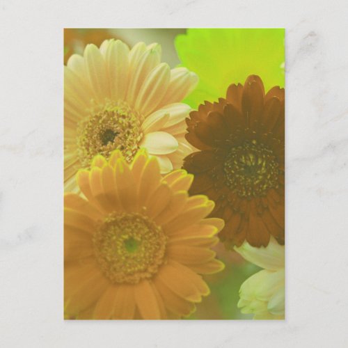 Yellow Gerbera Daisy Flower Photo Art Postcard