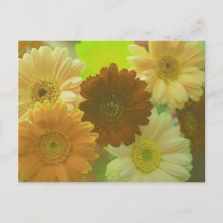 Yellow Gerbera Daisy Flower Photo Art Postcards