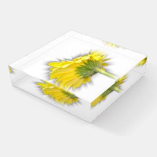yellow gerbera daisy paperweight