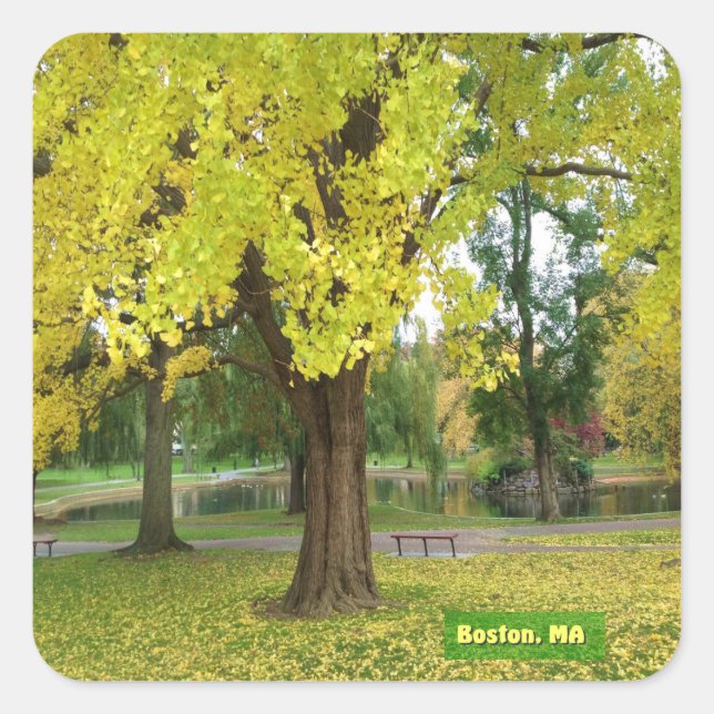 Yellow Gingko Tree Square Sticker (Front)
