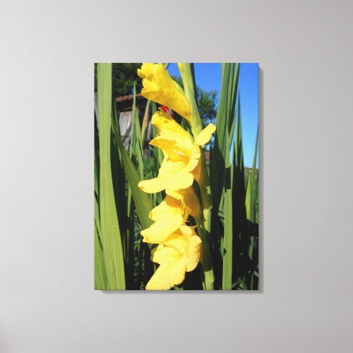 Yellow Gladiolus Canvas Print