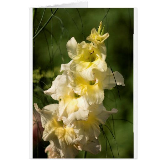 Yellow Gladiolus Flower Spike Cards (Front)