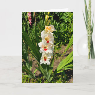 Yellow gladiolus in my garden card