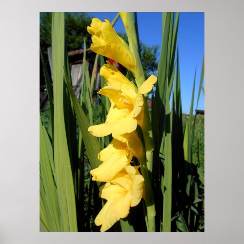 Yellow Gladiolus Poster