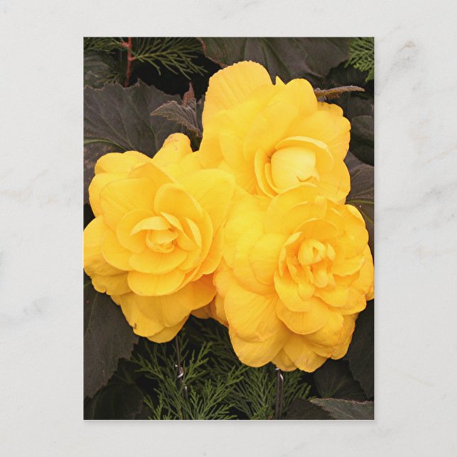 Yellow gold begonia flowers postcard (Front)