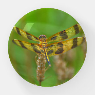 Yellow Gold Dragonfly Nature Glass Paperweight