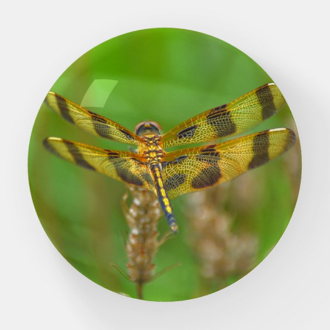 Yellow Gold Dragonfly Nature Glass Paperweight (Front)