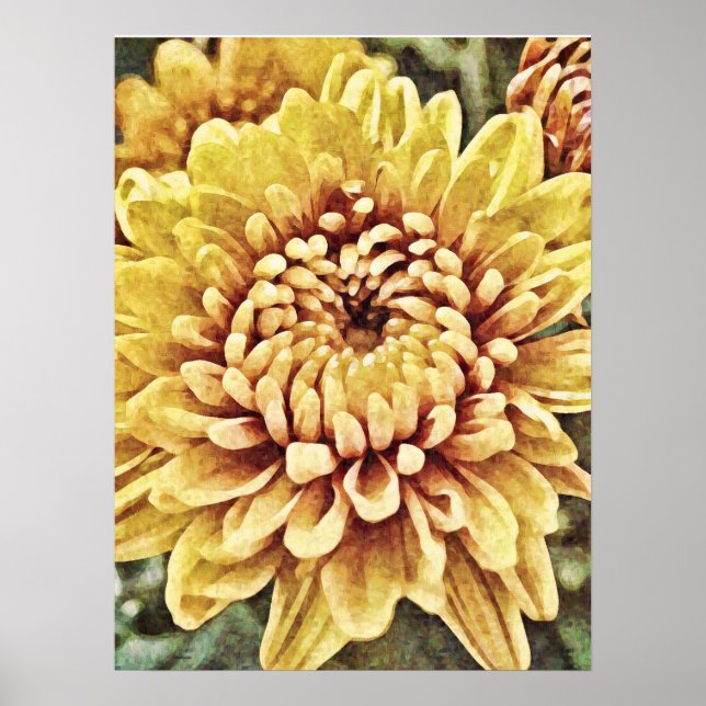 Yellow Gold Mum Flower Photographic Art Print (Front)