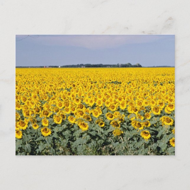yellow Golden field of sunflowers, Manitoba flower Postcard (Front)