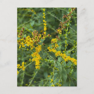 Yellow Goldenrod Blooms – Athens Georgia Postcard