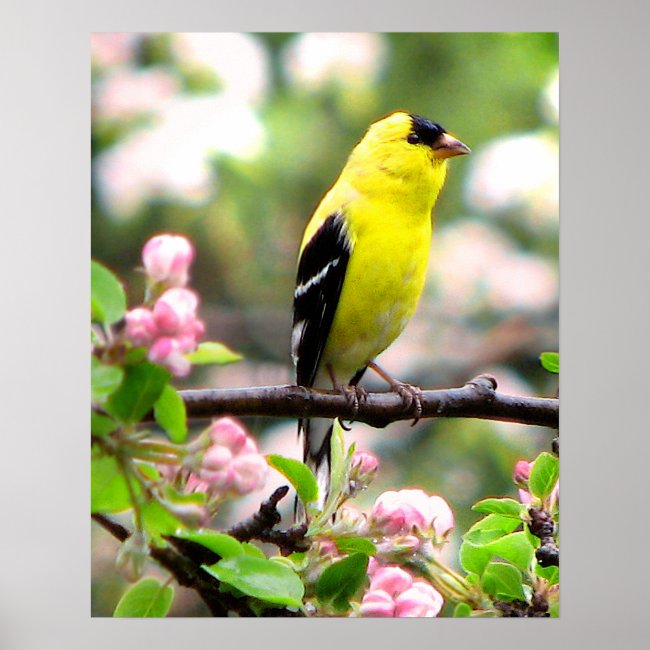 Yellow Goldfinch Bird in Apple Tree Poster