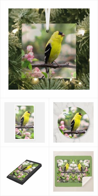 Yellow Goldfinch with Apple Blossoms