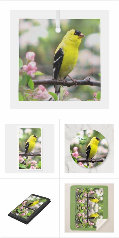 Yellow Goldfinch with Apple Blossoms