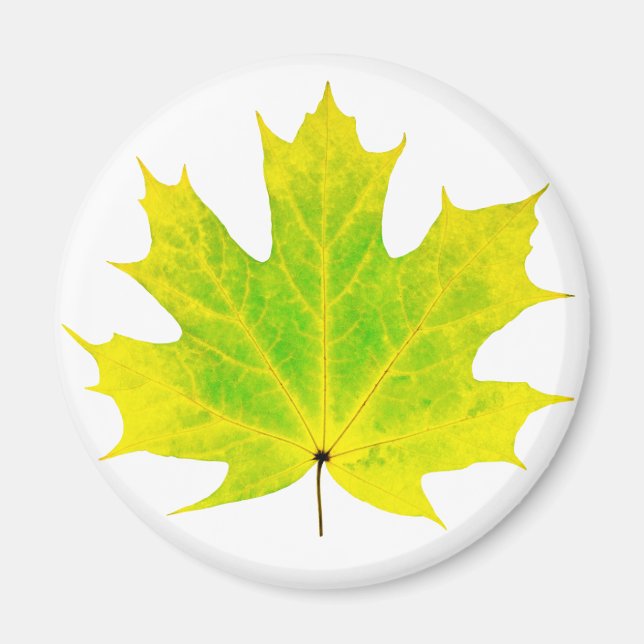 Yellow green maple leaf magnet (Front)