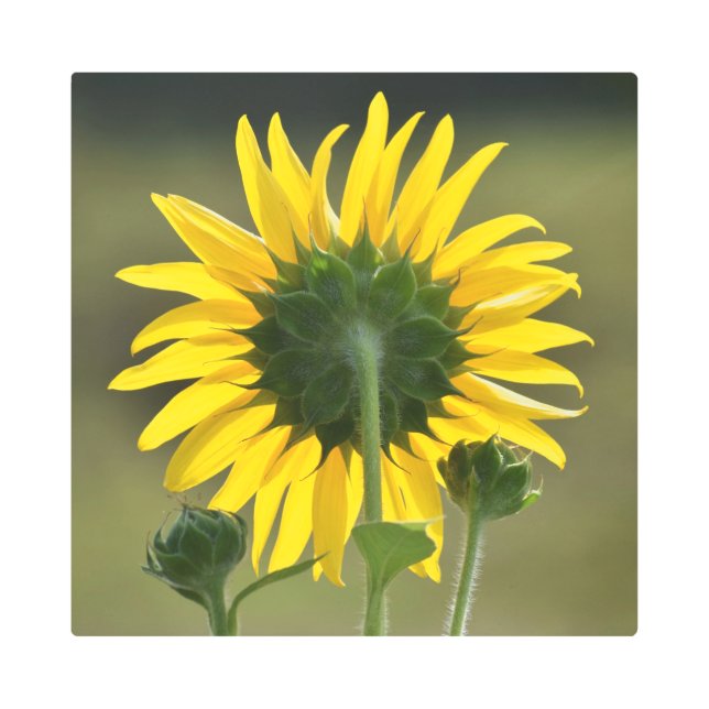 Yellow Halo Metal Print (Front)