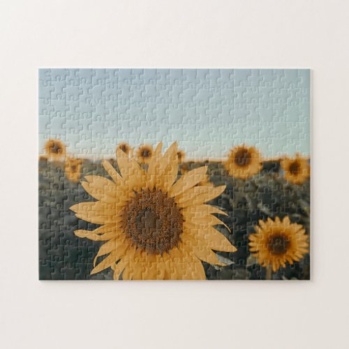 Yellow Hardy Sunflower Best Sunflower Photos Jigsaw Puzzle