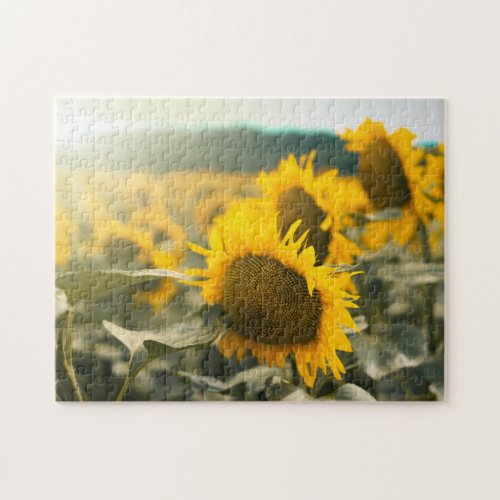 Yellow Hardy Sunflower Best Sunflower Photos Jigsaw Puzzle