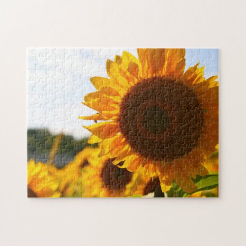 Yellow Hardy Sunflower Best Sunflower Photos Jigsaw Puzzle