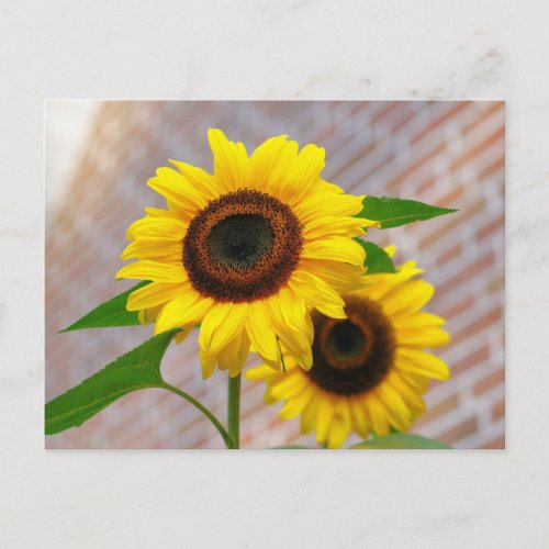 Yellow Hardy Sunflower Best Sunflower Photos Postcard