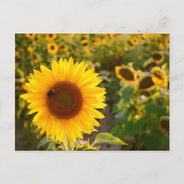 Yellow Hardy Sunflower Best Sunflower Photos Postcard (Front)