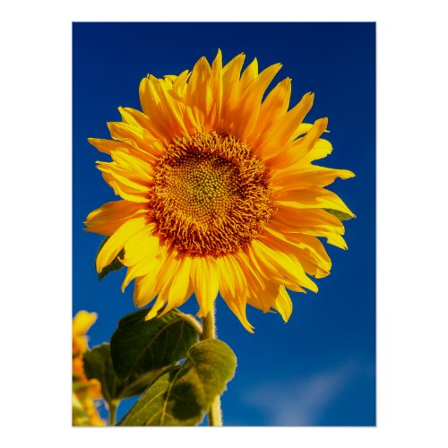 Yellow Hardy Sunflower Best Sunflower Photos Poster