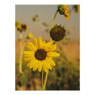 Yellow Hardy Sunflower Best Sunflower Photos Poster