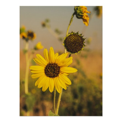 Yellow Hardy Sunflower Best Sunflower Photos Poster