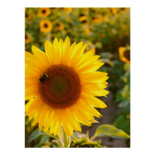 Yellow Hardy Sunflower Best Sunflower Photos Poster