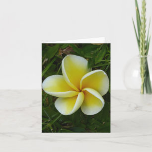Yellow Hawaiian Plumeria Folded Greeting Card