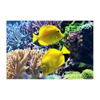 Yellow Hawaiian Tang Fish Acrylic Print