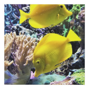 Yellow Tang Fish Tank Top, Zazzle