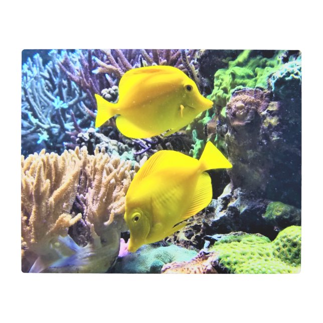 Yellow Hawaiian Tang Fish Metal Print (Front)