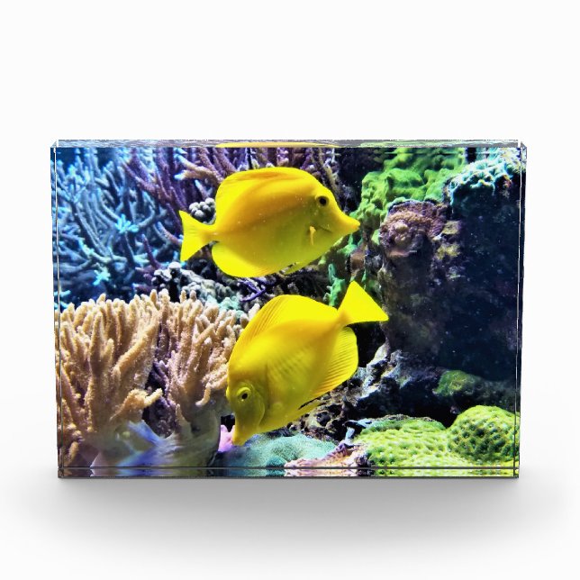 Yellow Hawaiian Tang Fish Photo Block (Front)