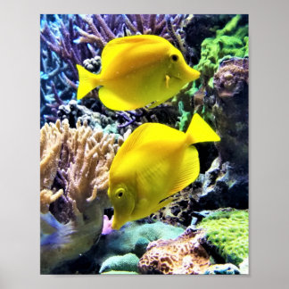 Yellow Hawaiian Tang Fish Poster
