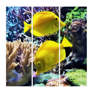 Yellow Hawaiian Tang Fish Triptych