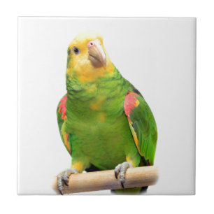 Yellow-headed amazon ceramic tile