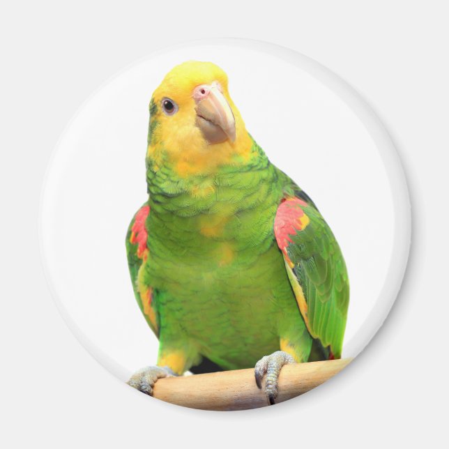 Yellow-headed amazon magnet (Front)