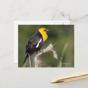 Yellow-Headed Blackbird Songbird in Marsh Postcard