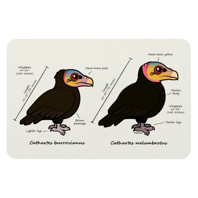 Yellow-headed Greater v Lesser Magnet (Horizontal)